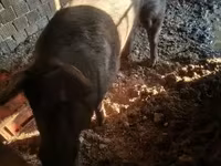 公猪, Дюрок — 照片 3
