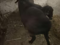 Қошқар, Hissar sheep — 4-сурет