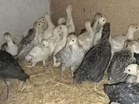 Turkeys — photo 1