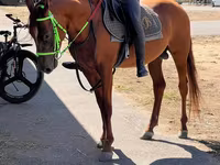 Caballo, Karabakh horse — foto 1