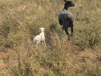 Juh, Romanov sheep — 5. fotó