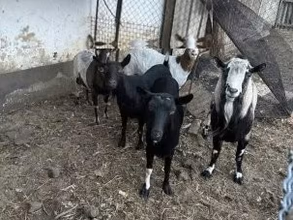Ziegenbock, Ziegen — Ungarn