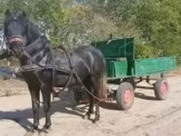 公马, Horses — 照片 1