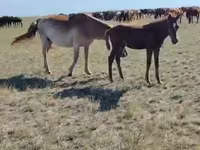 घोड़ी, घोड़े — फ़ोटो 2