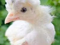 Chickens — الصورة 2