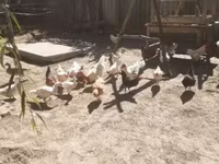 Chickens — الصورة 1
