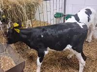 公牛, Simmental cattle — 照片 3