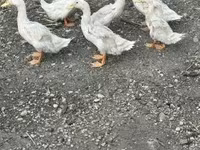 Ducks — foto 2