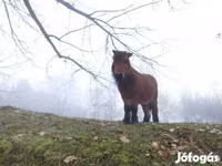 Hing, Lovak — 3. fotó