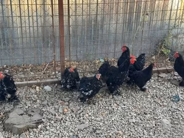 Bantam de Pequim