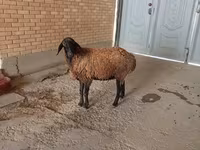 كبش, الأغنام — الصورة 4