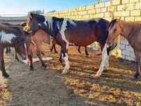 فرس, الخيول — الصورة 2