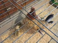 Chickens — photo 1