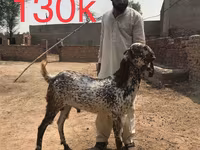 Kecskék (tétel, nem megadva), Najdi goat — 5. fotó