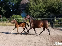 Kanca, Lipizzaner — 4. fotó