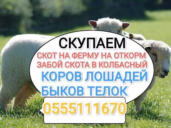 公牛, Swiss cattle