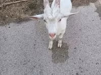 Ziege, Saanen goat — Foto 2