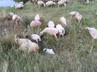 Oveja, Balbas sheep — foto 6