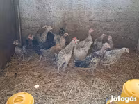 Bantam japonesa — foto 3