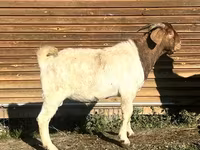 Goat, Toggenburg goat — photo 4