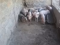 Sow, Pigs — photo 1