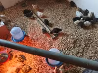 Chickens — 1. fotó