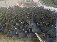 Guinea fowl — الصورة 2