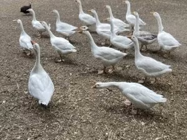 Geese — Ungarn