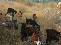 Goat, Goats — photo 6
