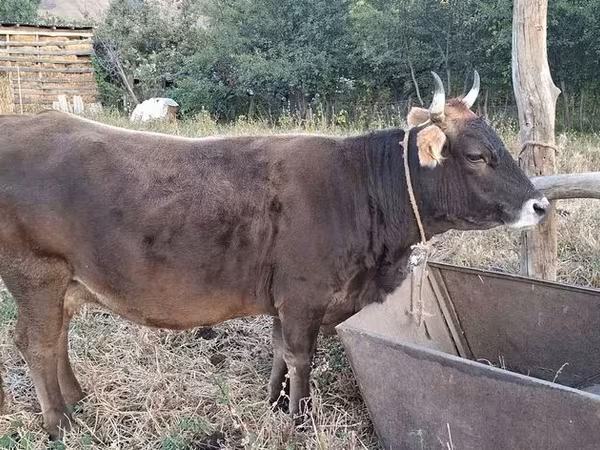 母牛, Cattle