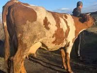 Kuh, Simmental cattle — Foto 4