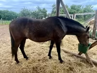 Hing, Lipizzaner — 4. fotó
