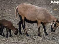 Juh, Cameroon sheep — 2. fotó