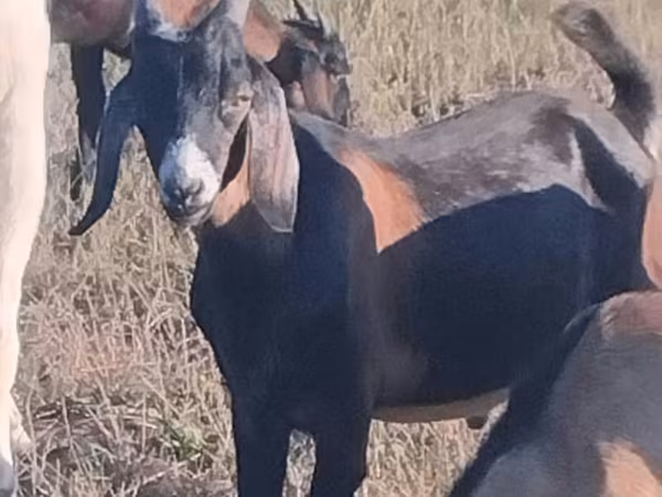 Bak, Nubian Goat
