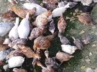 Chickens — foto 4