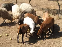 Kos, Cameroon sheep — 2. fotó