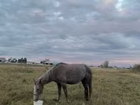 Égua, Horse breed — foto 5