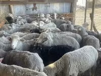 母羊, Sheep — 照片 1