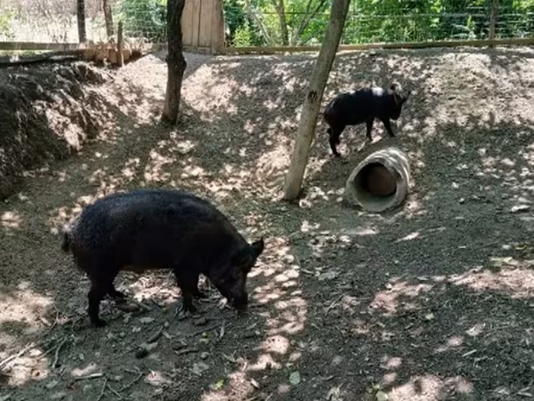 Sow, Pigs