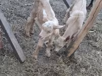 母山羊, Goats — 照片 3