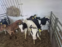公牛, Russian Black pied cattle — 照片 5