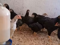 Chickens — 3. fotó