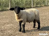 मेढ़ा, White Suffolk sheep — फ़ोटो 2