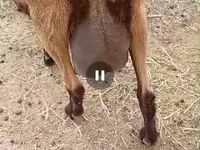 Cabra, Saanen goat — foto 7