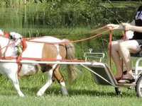 حصان, Miniature horse — الصورة 4
