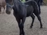 公马, Hungarian horse breed — 照片 2