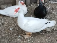 Ducks — फ़ोटो 4