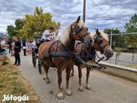 Кобыла, Лошади — фото 7