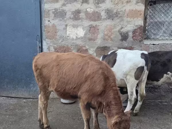 Bull, Cattle