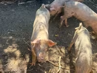 Boar, Крупная белая — photo 5